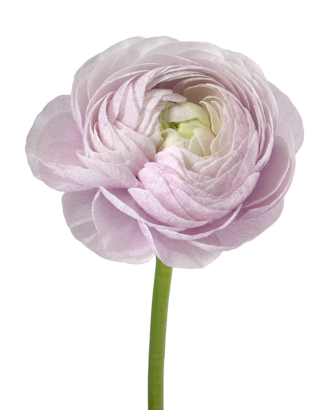Nebbia Success Cloni Ranunculus