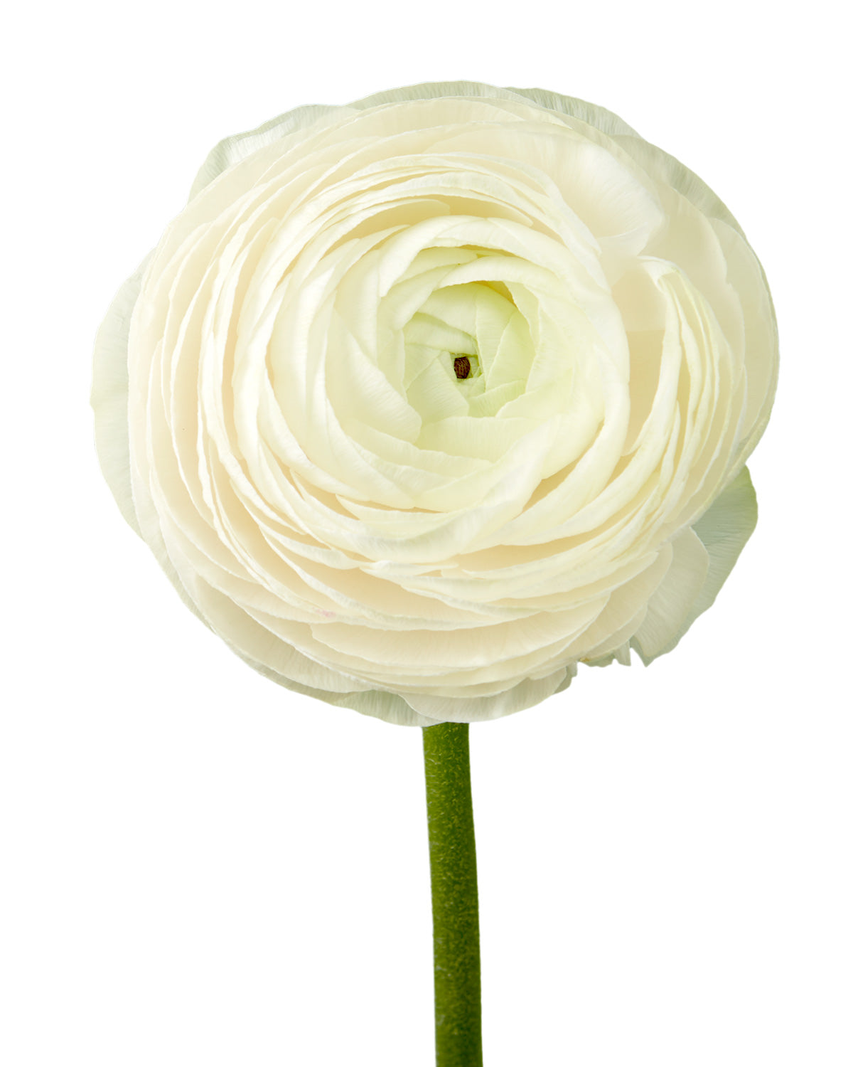 White Success Cloni (Clooney) Ranunculus