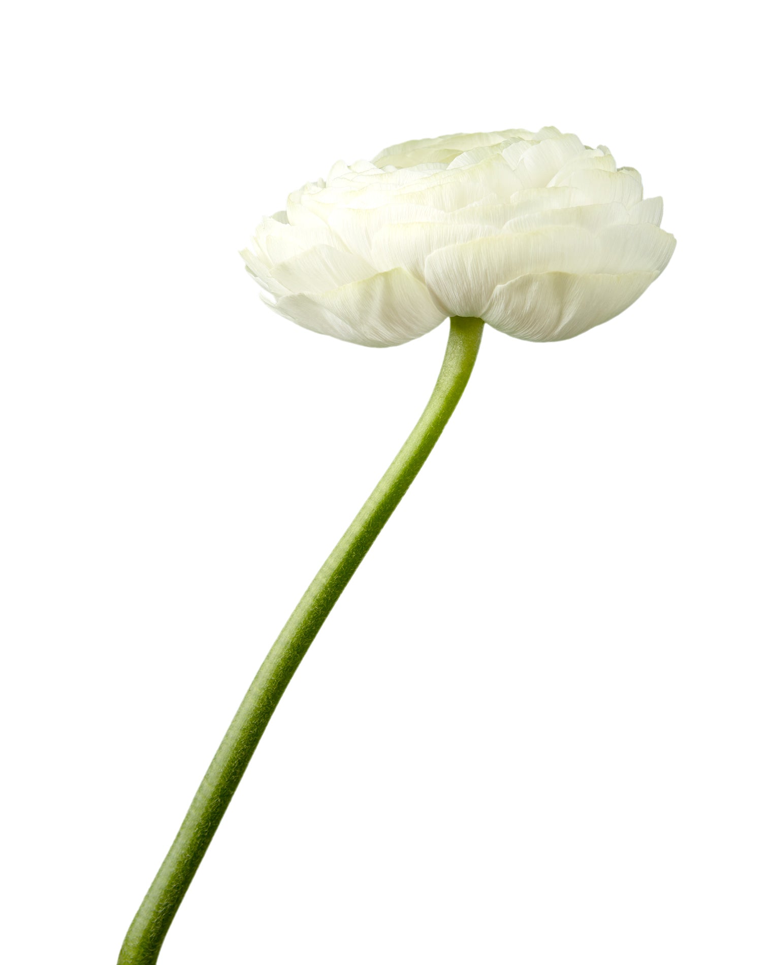 White Success Cloni (Clooney) Ranunculus