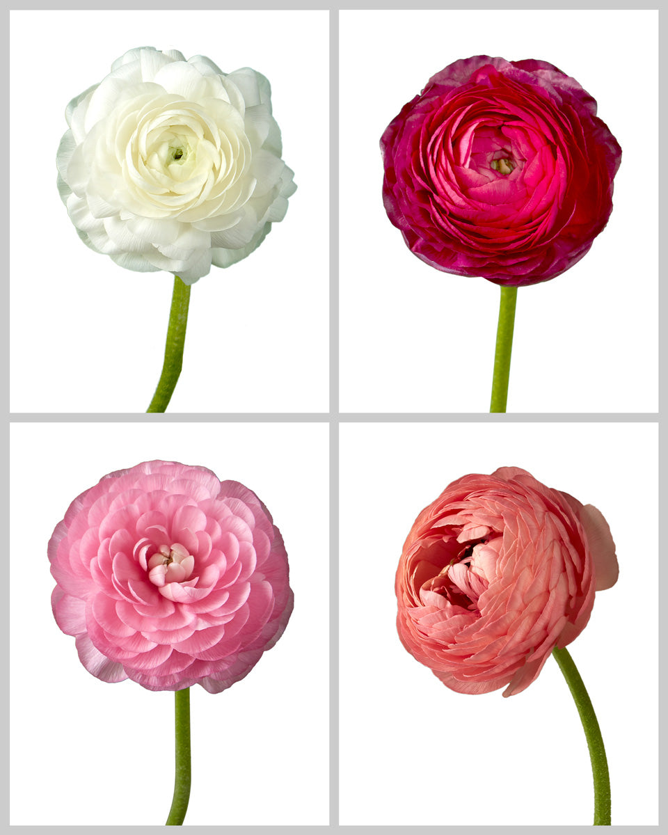 Ranunculus Elegance Assorted Box #842 Valentine Day