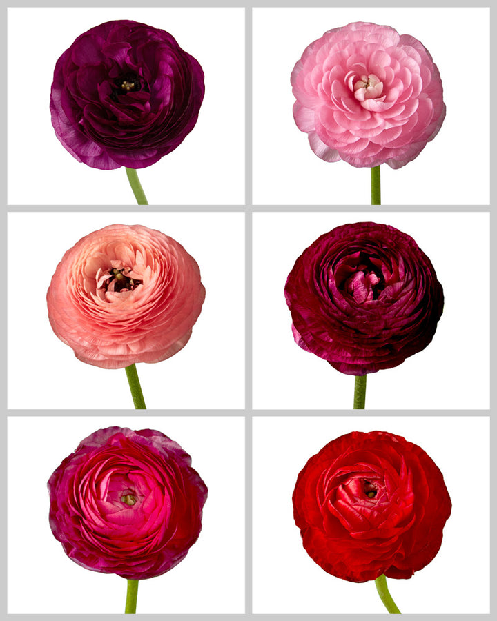 Ranunculus Elegance Assorted Box #842 Valentine's Day