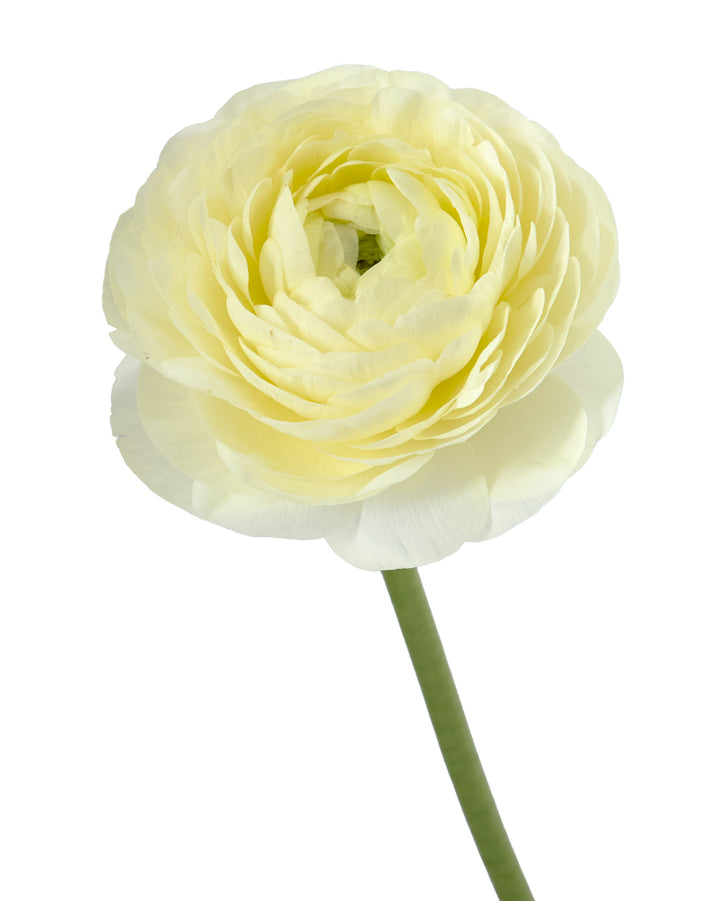 Cream Elegance Ranunculus