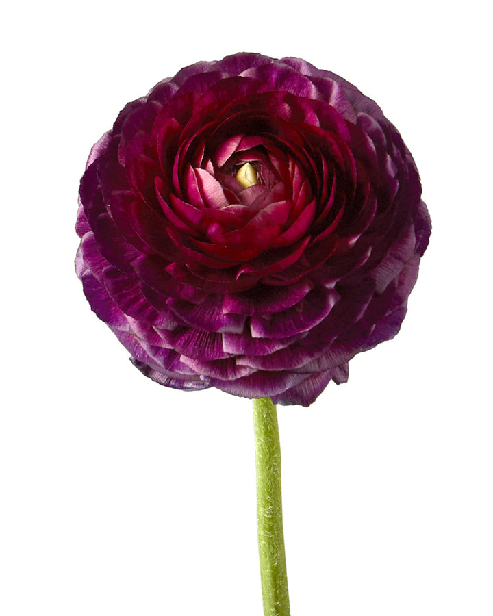 Burgundy Elegance Ranunculus