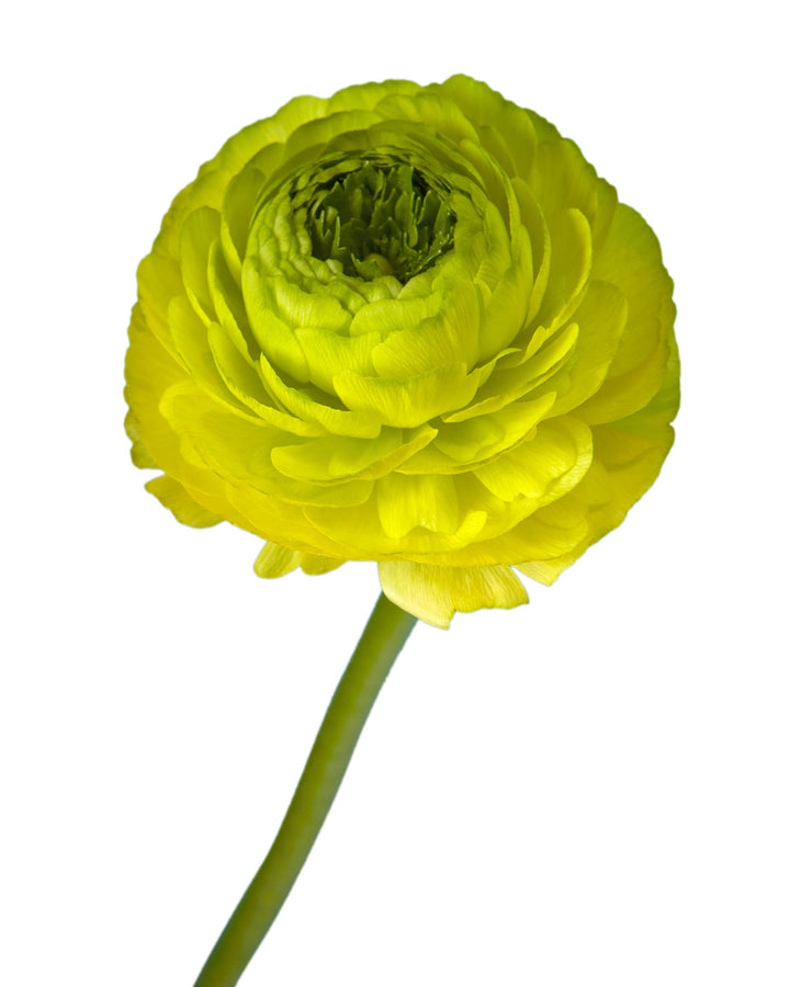 Jean Elegance Ranunculus