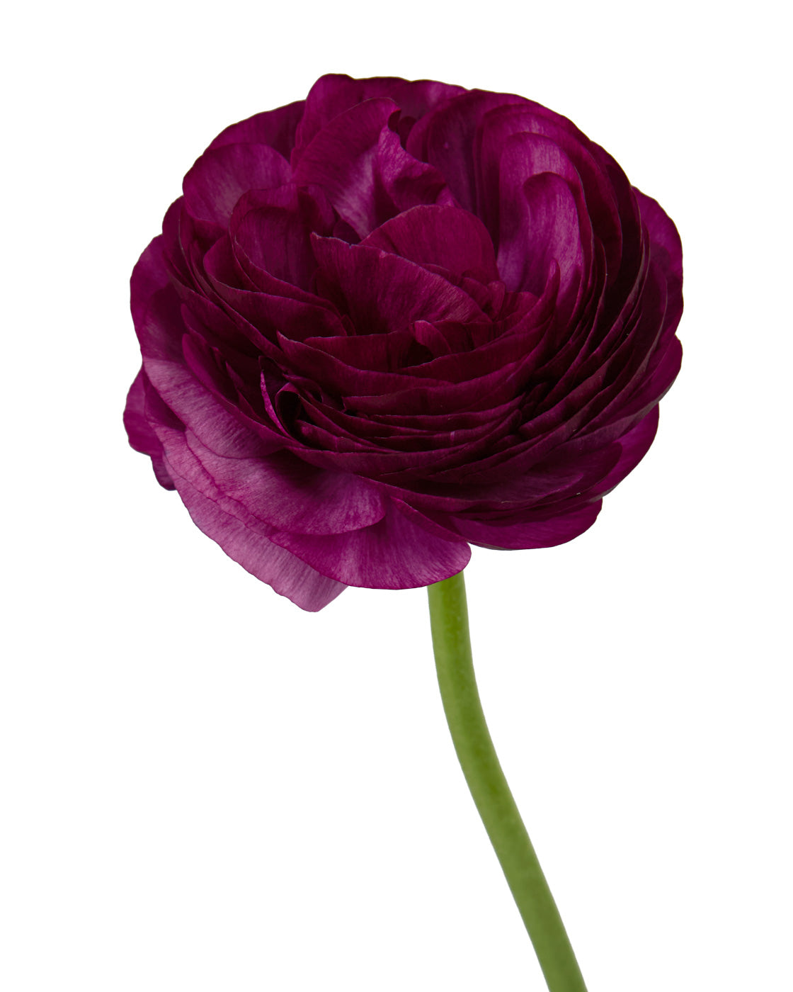 Malva Elegance Ranunculus