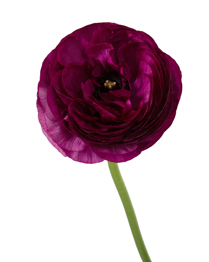Malva Elegance Ranunculus