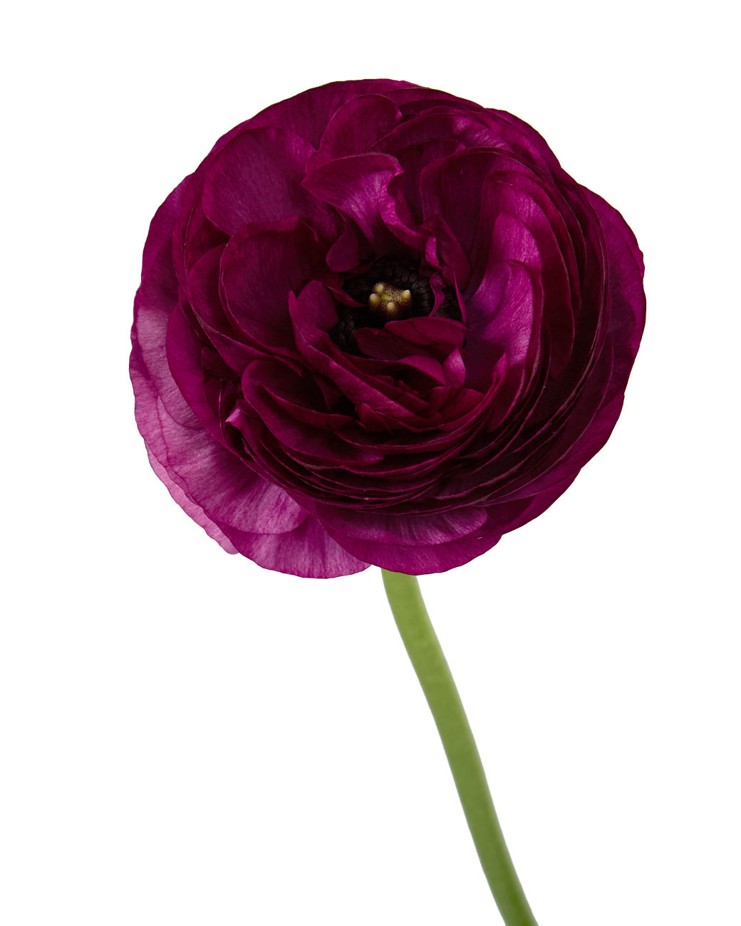 Malva Elegance Ranunculus