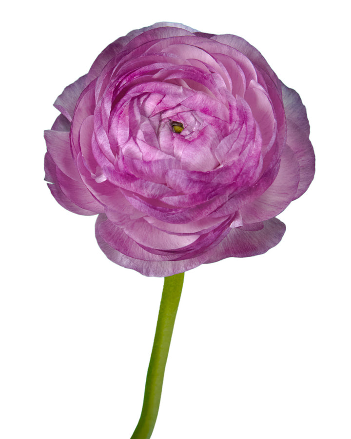 Italian Ranunculus Milka Buy Wholesale Purple Flowers in Bulk | PetalJet