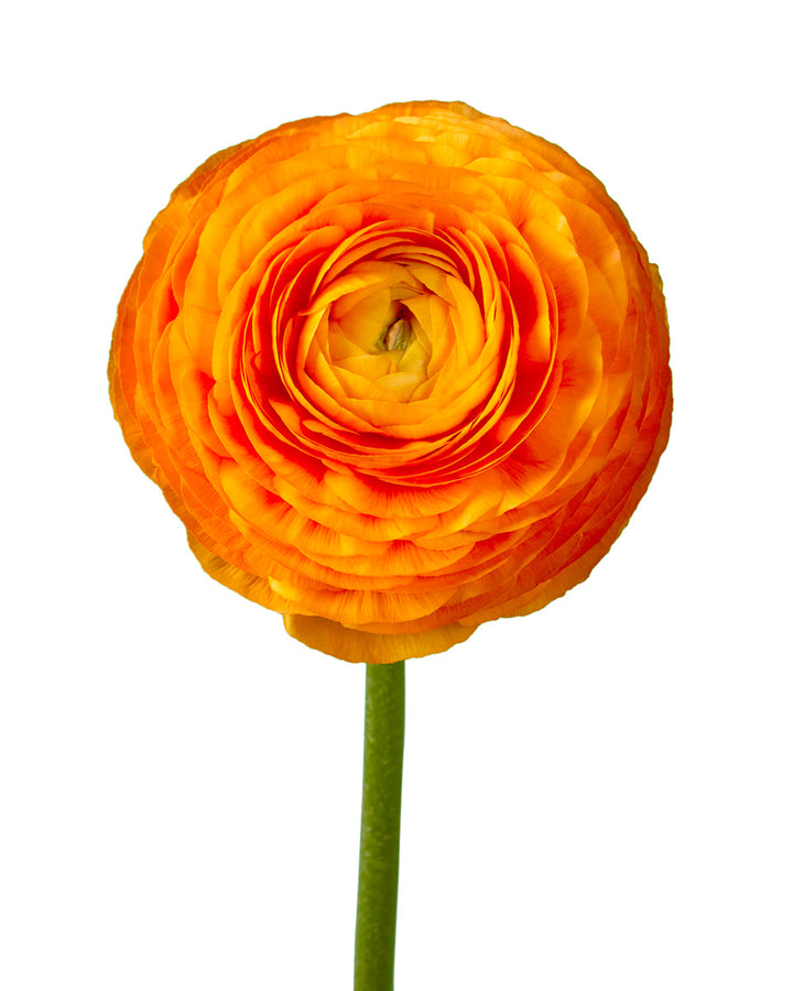 Orange Elegance Ranunculus