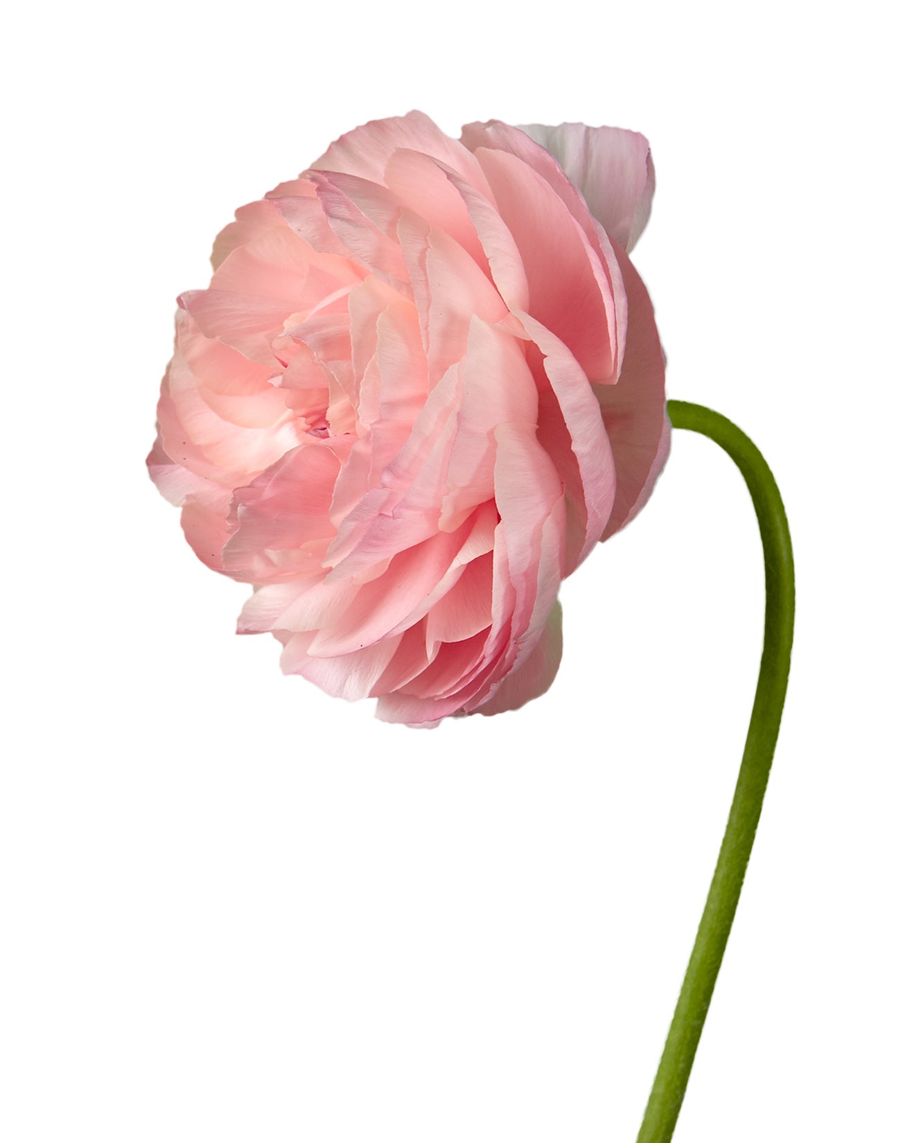 Ranunculus Elegance Pastello Pink Valentine Day