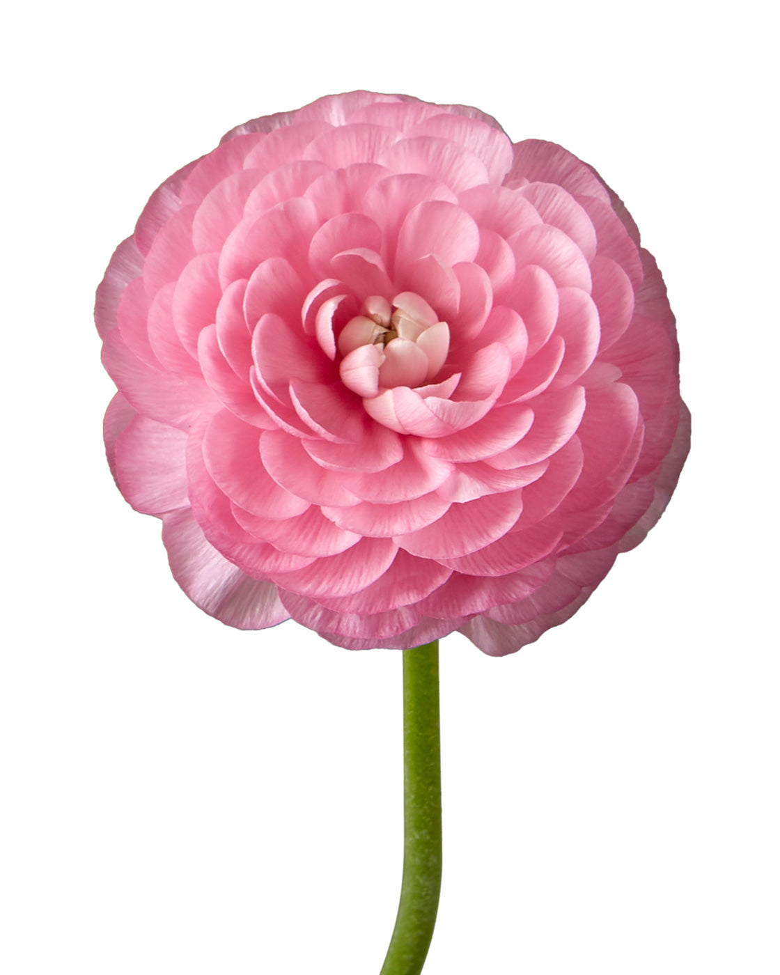 Pink Elegance Ranunculus Mother's Day