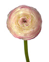 Felicidad Success Cloni (Clooney) Ranunculus