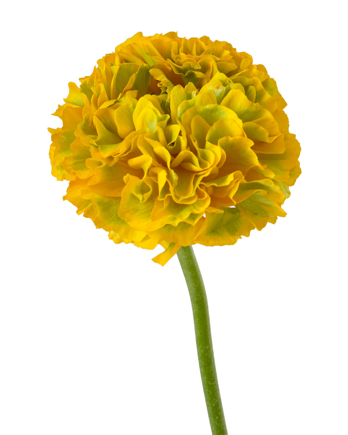 Pon Pon Luna Ranunculus