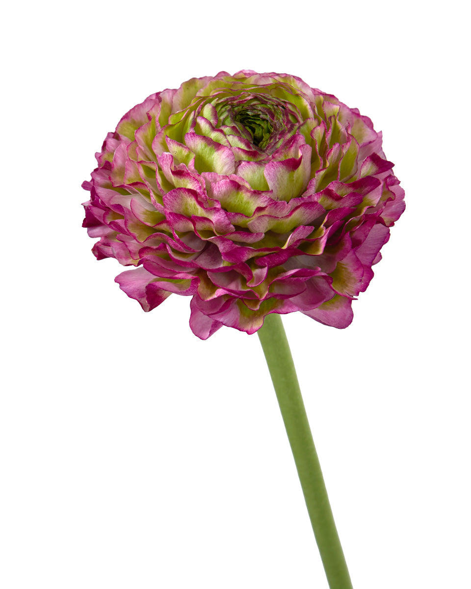 Pon Pon Malva Ranunculus