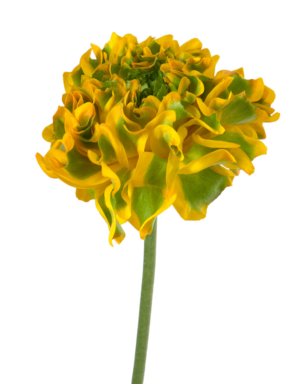 Pon Pon Merlino Ranunculus