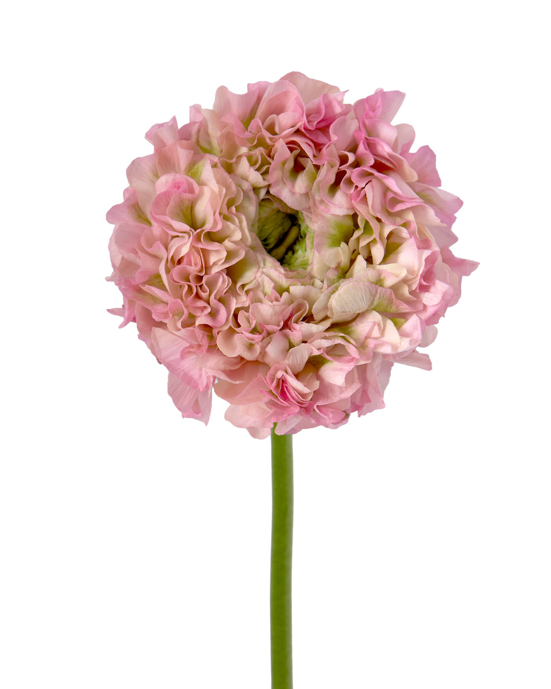 Pon Pon Pink Lemonade Ranunculus