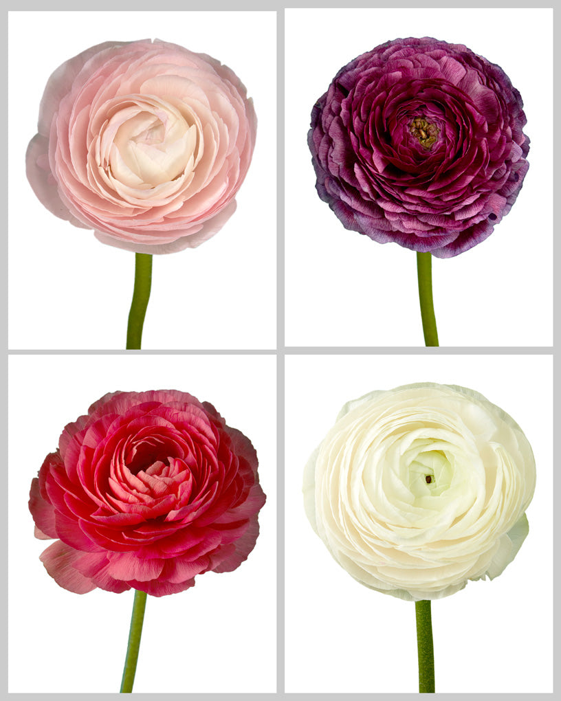 Ranunculus Success Cloni Assorted Box #001 Valentine Day