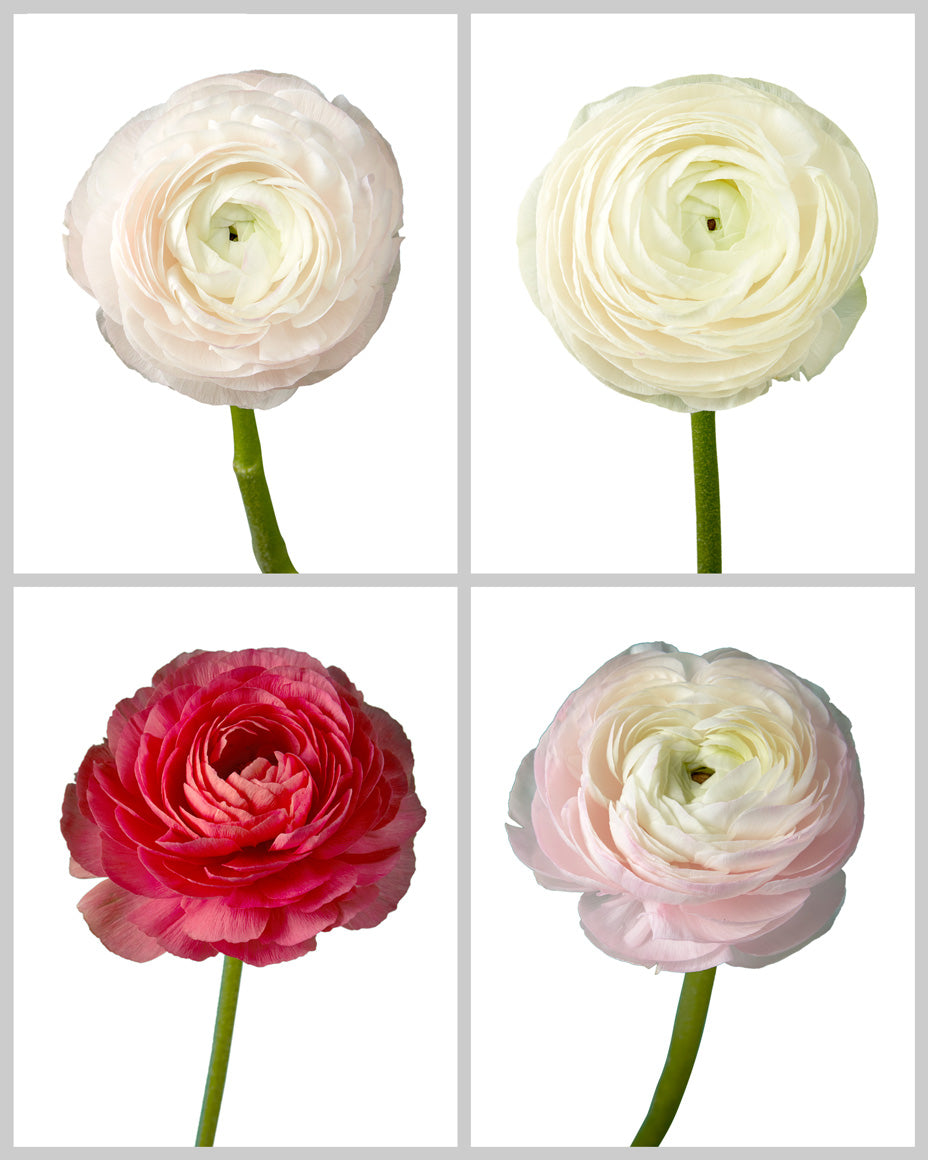 Ranunculus Success Cloni (Clooney) Assorted Box #002 Mother's Day