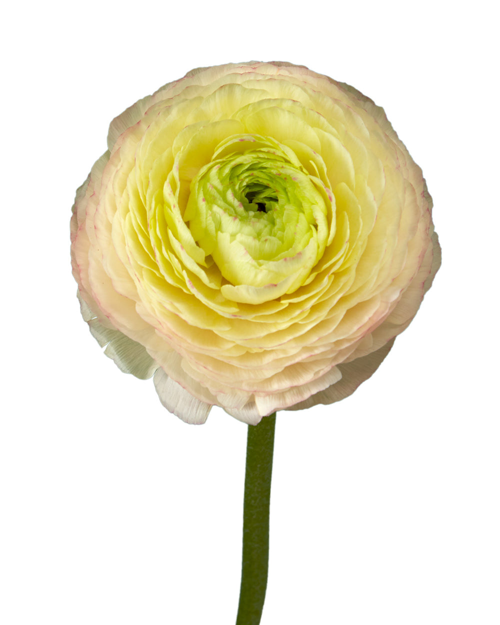 Bulk Wholesale Flowers Ranunculus - Petaljet