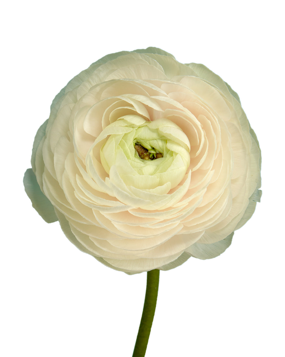 Hanoi Success Cloni (Clooney) Ranunculus