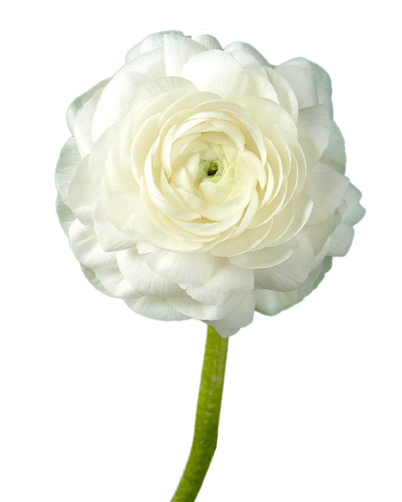 White Elegance Ranunculus Mother's Day