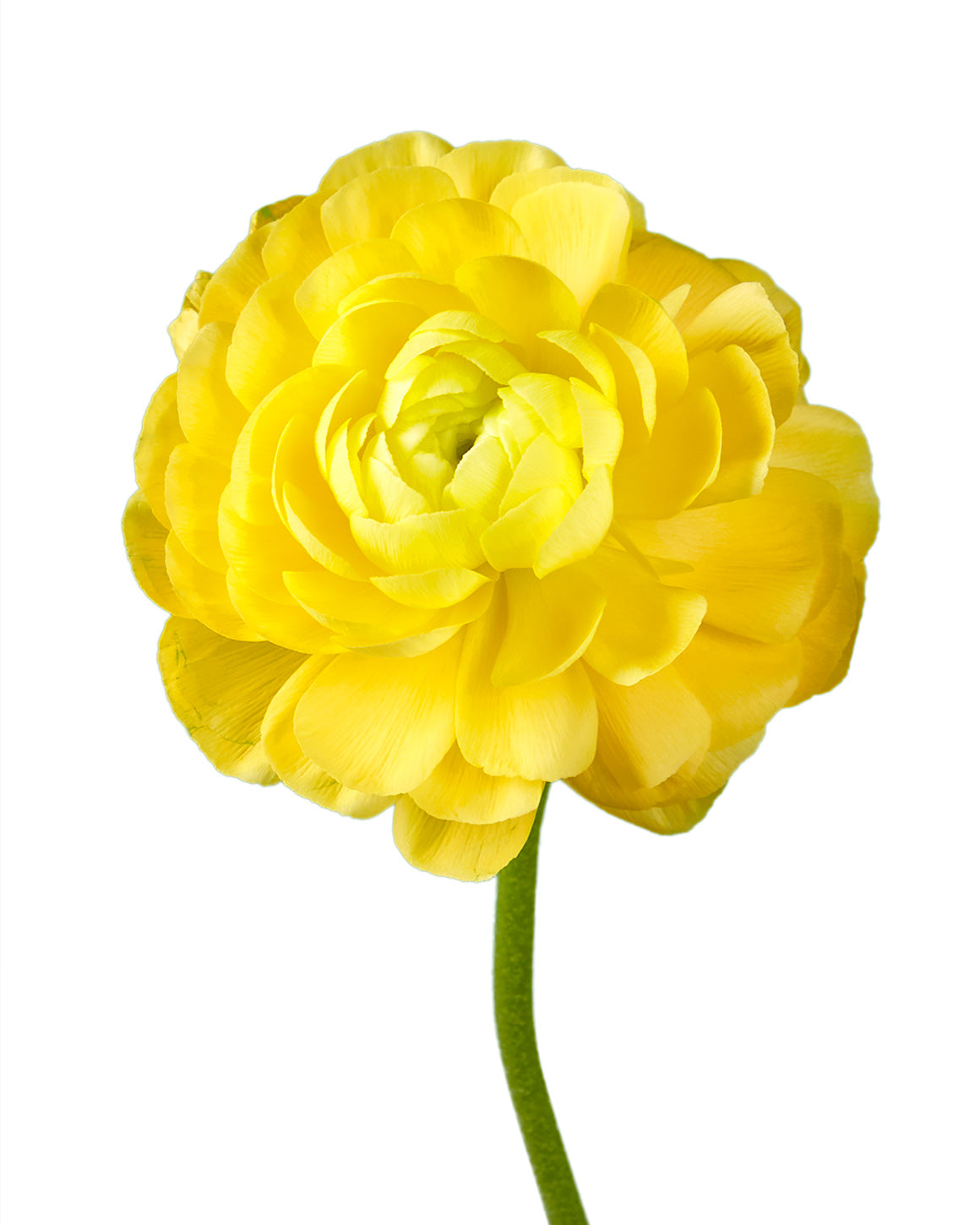 Yellow Elegance Ranunculus Mother's Day