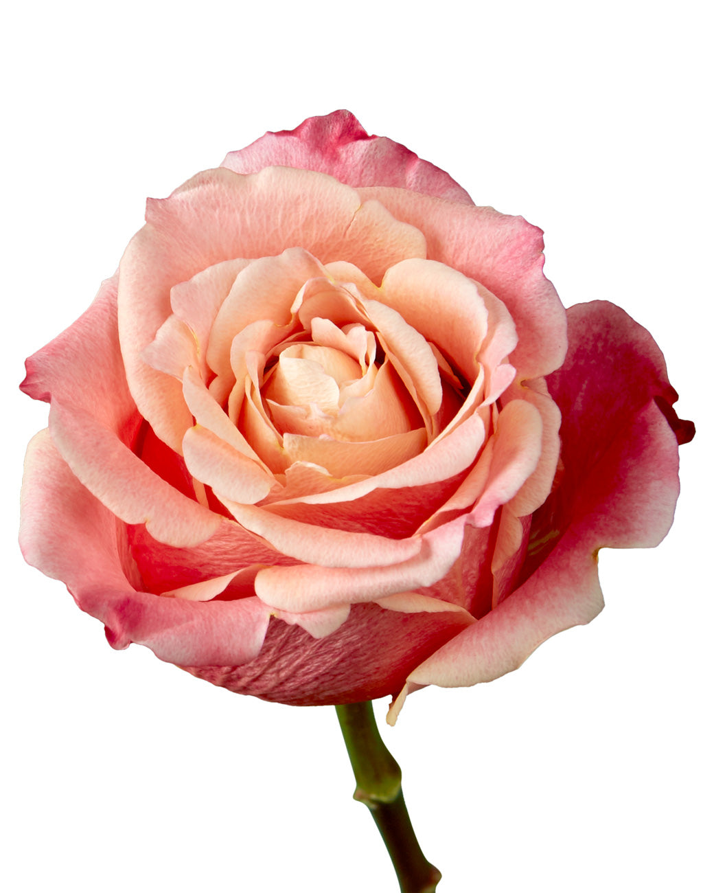 3D Rose