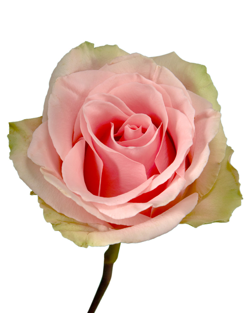 Absolute In Pink Rose