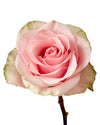 Absolute In Pink Rose
