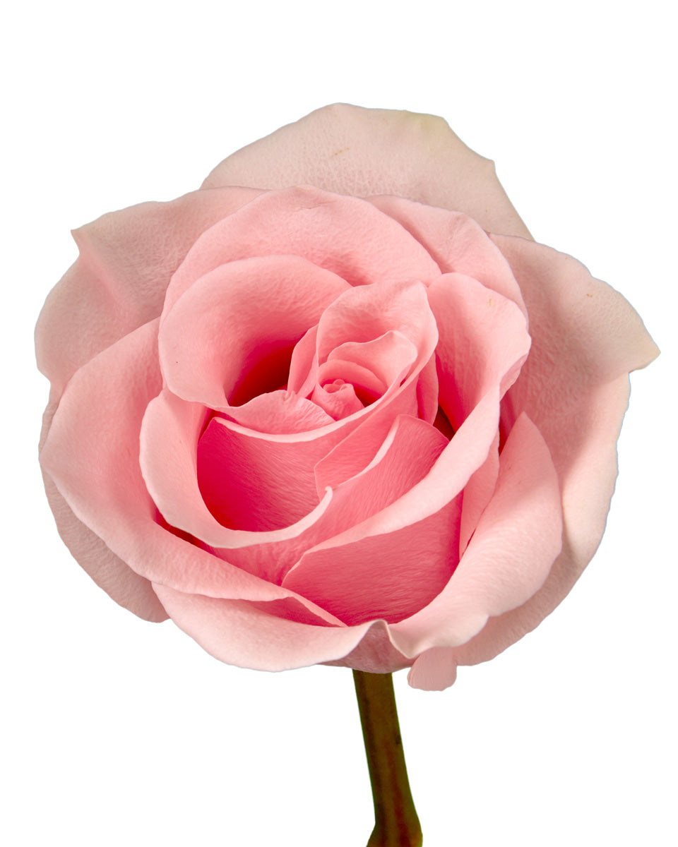 Absolute In Pink Rose