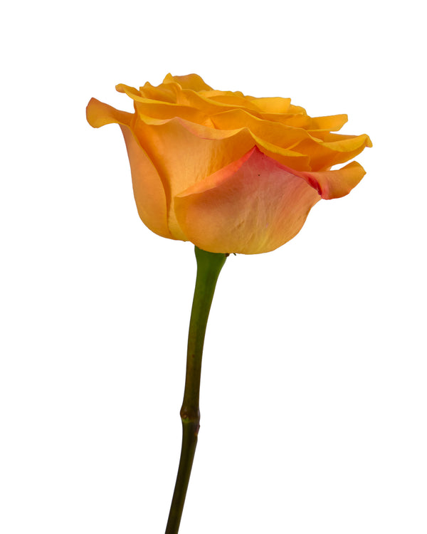 Wholesale Aloha Rose