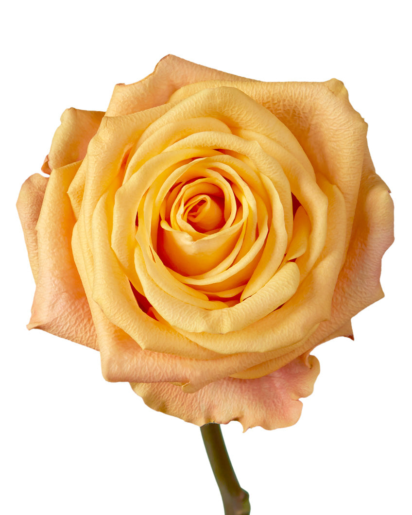 Ec Roses Buy Ecuador Roses Wholesale | Bulk Ecuador Roses In Petaljet