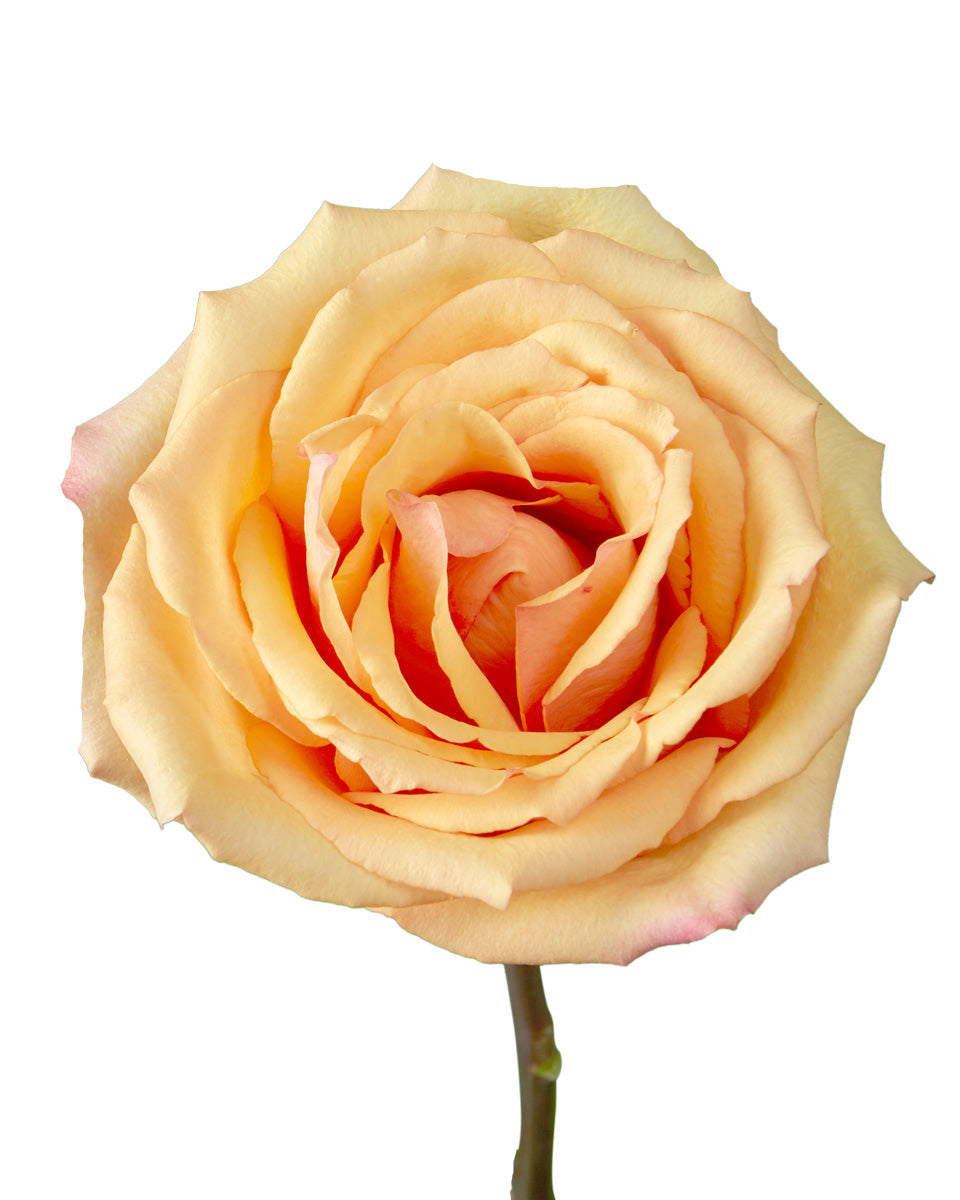 Alquimia Rose