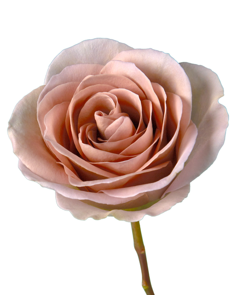 Amnesia Rose