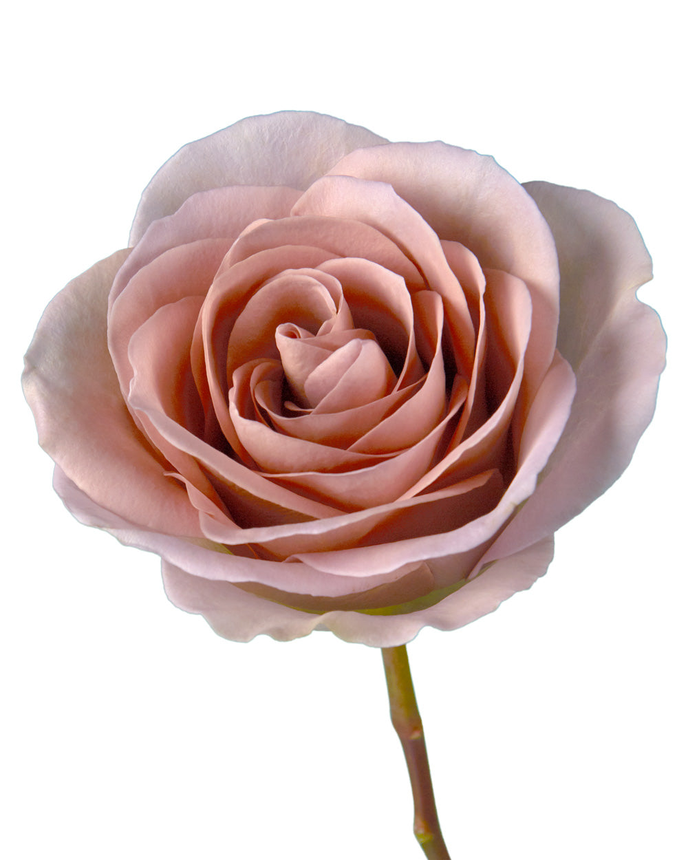 Amnesia Rose