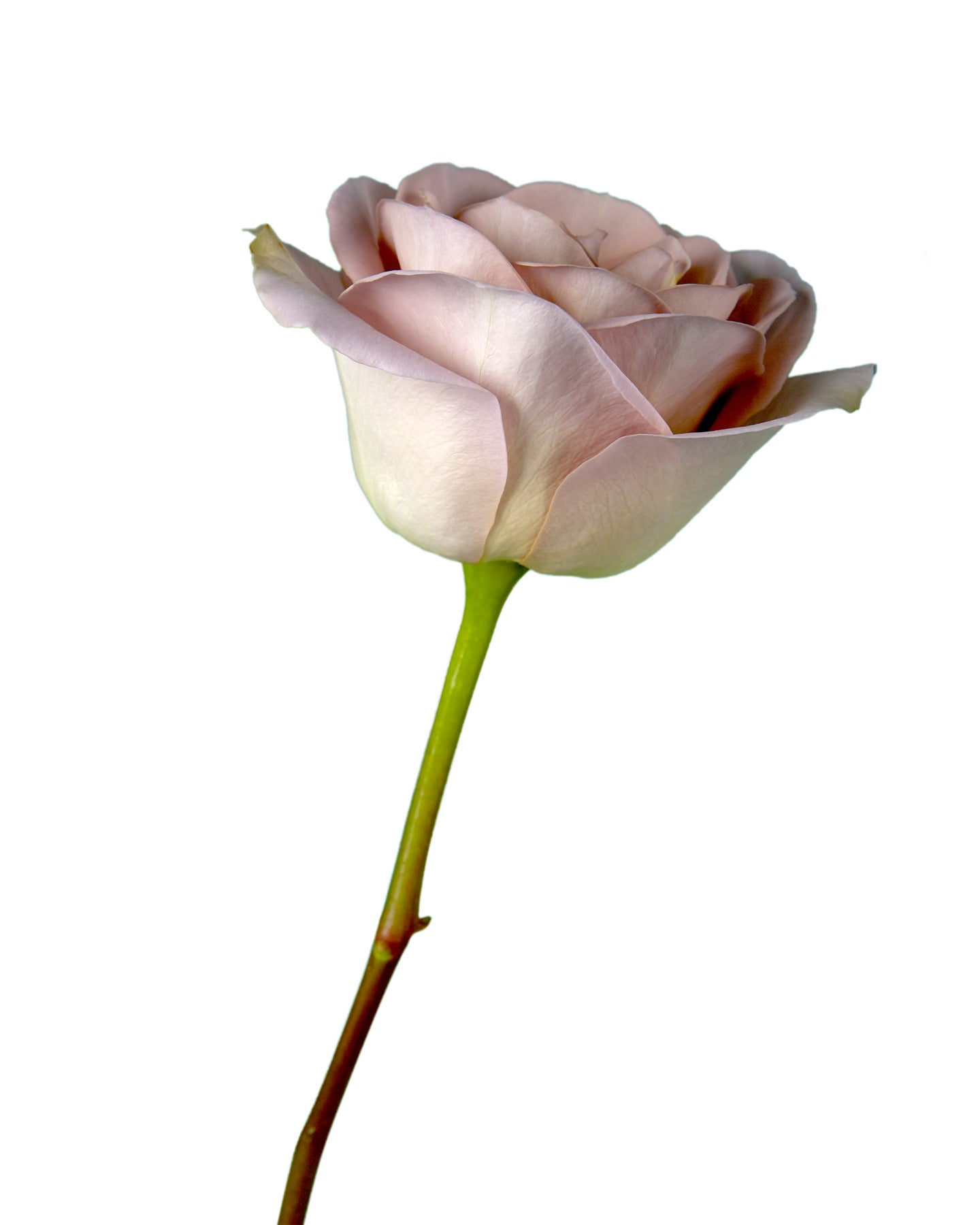 Amnesia Rose