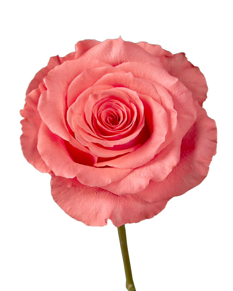 Amsterdam Rose