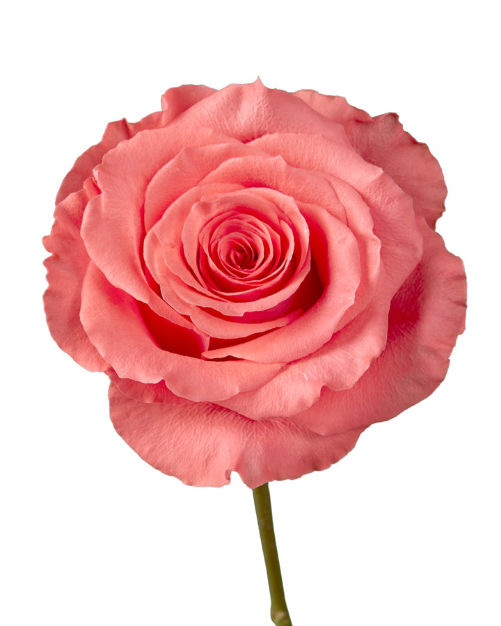 Amsterdam Rose