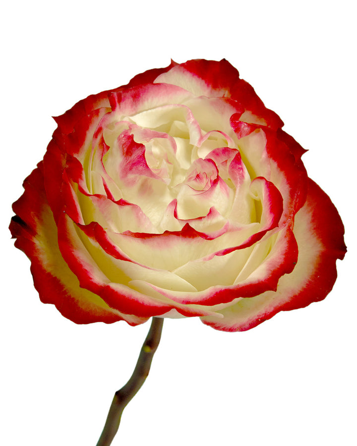 Apple Jack Garden Rose