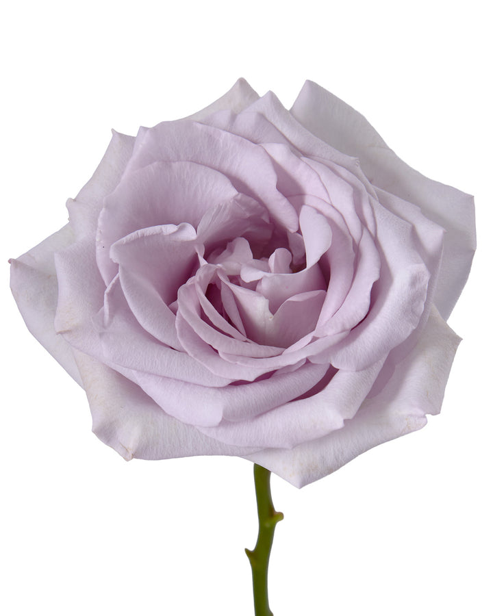 Arya Garden Rose