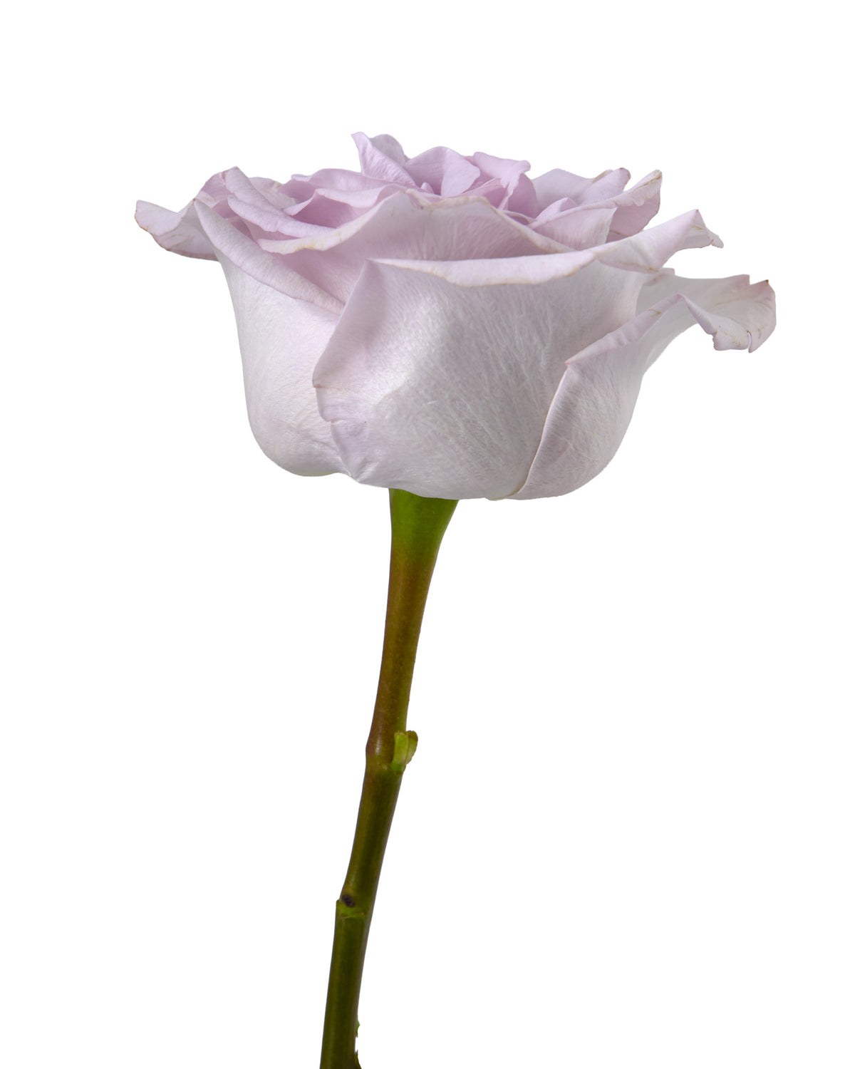 Arya Garden Rose