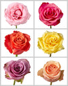 Roses Mixed Box #424