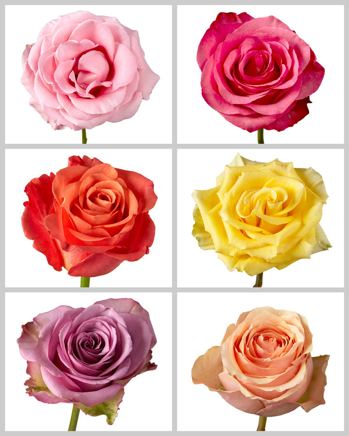 Roses Assorted Box #424