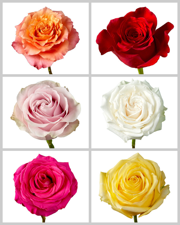 types of roses