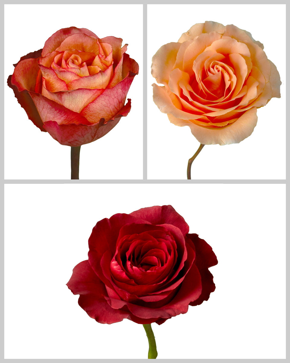 Roses Mixed Fall Wedding Box #197