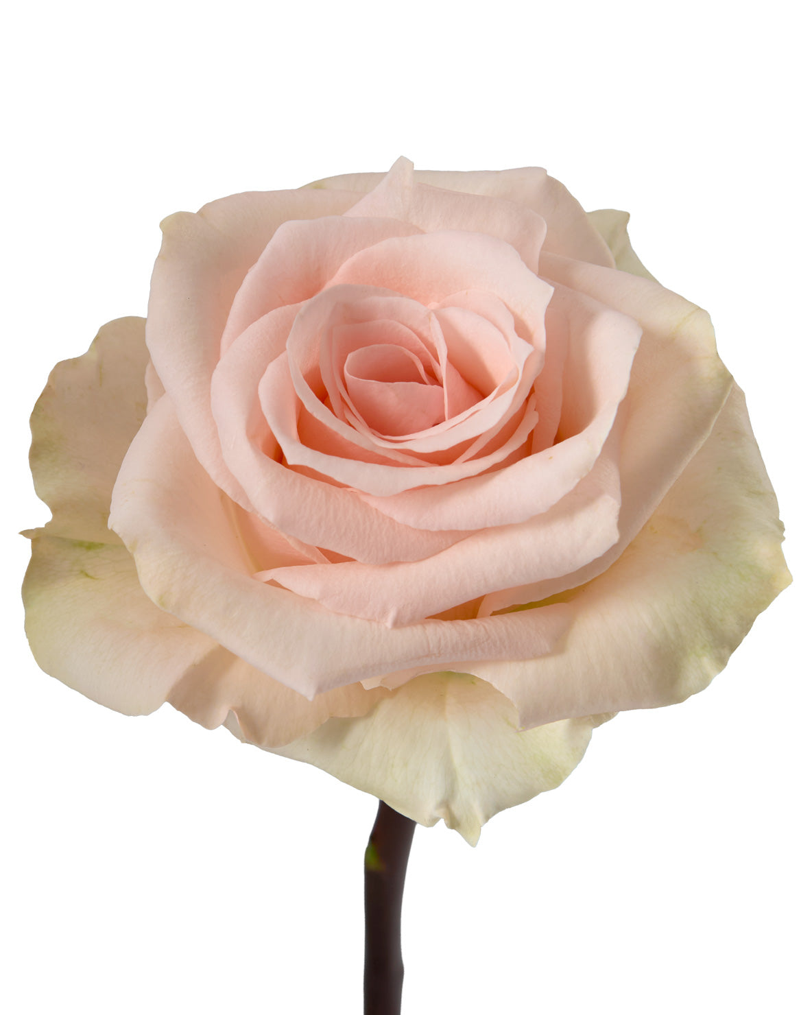 Atlas Rose