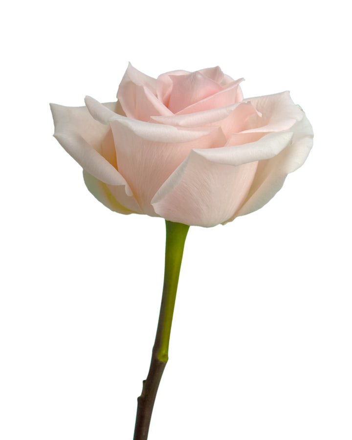 Atlas Rose