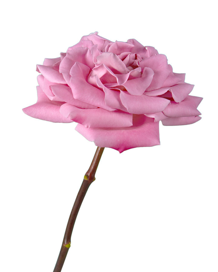 Babaloo Rose
