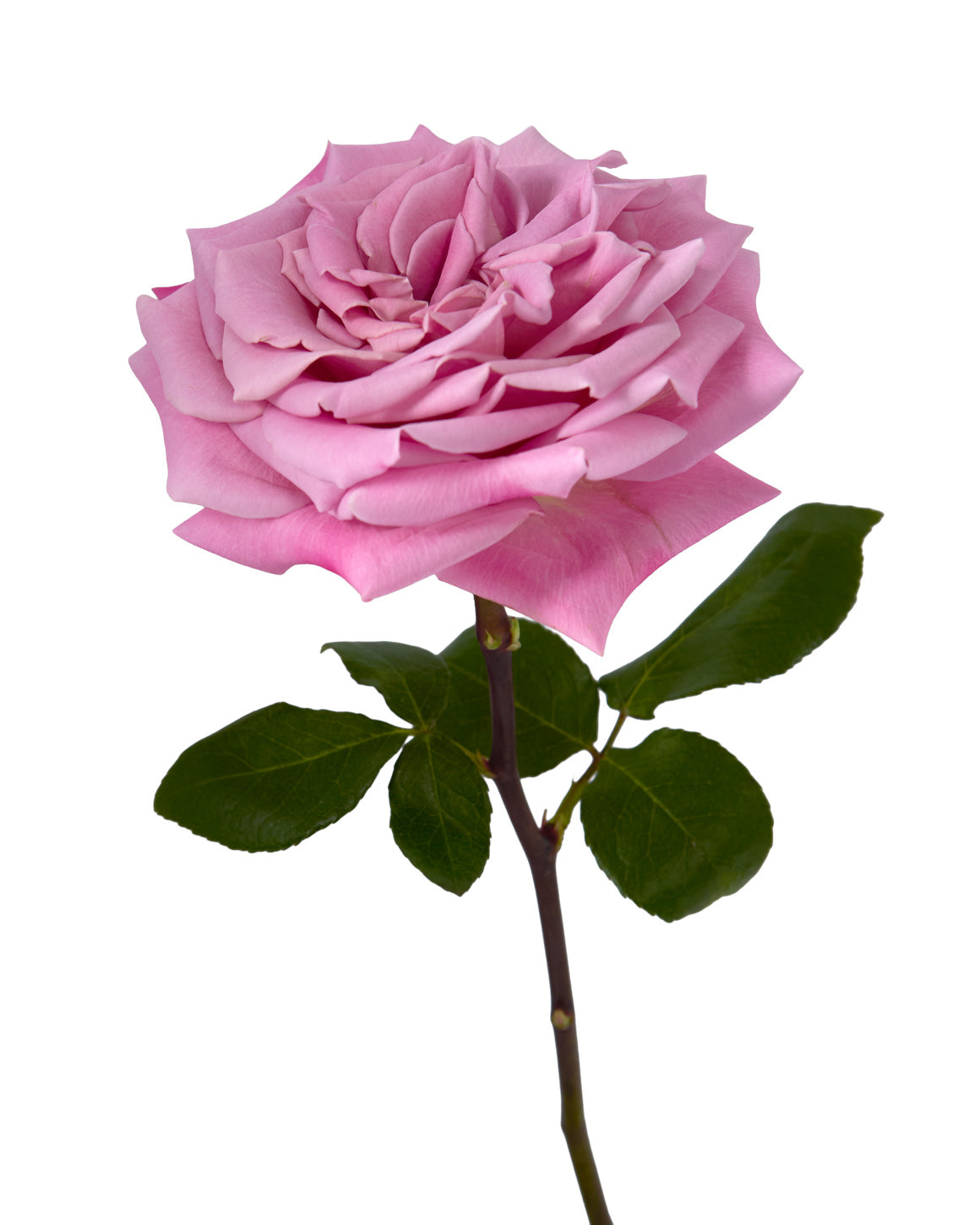 Babaloo Rose