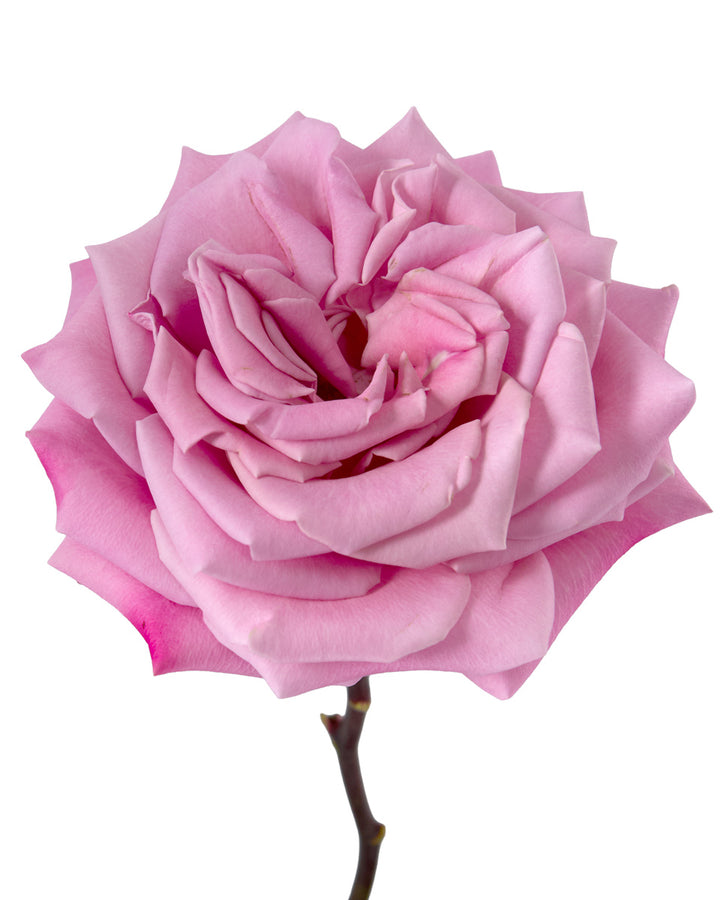Babaloo Rose